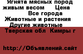 Ягнята мясных пород живым весом.  › Цена ­ 125 - Все города Животные и растения » Другие животные   . Тверская обл.,Кимры г.